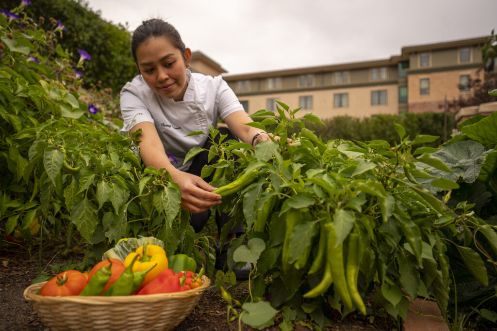 A woman picks fresh produce at the St Julien Garden